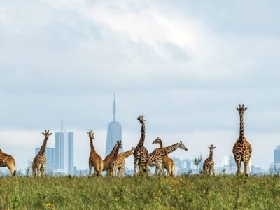 Nairobi National Park_Melman Safaris