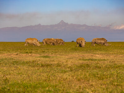 Ol Pejeta Conservancy_2