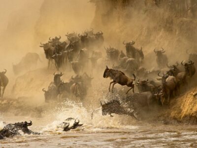 Paradise-Vacations_Mara-North_Wildebeest-Migration